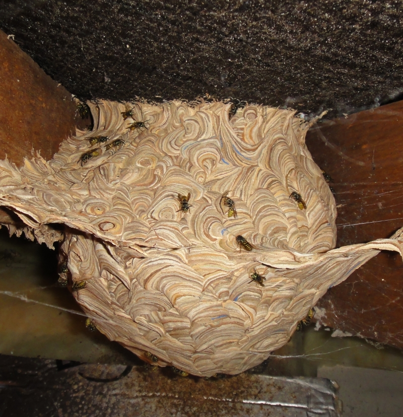 nest wasp removal kent pest control
