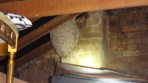 wasp nest in loft