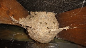 wasp on a nest