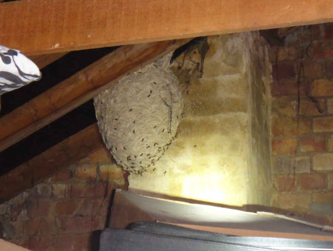 wasp nest in loft - My CMS