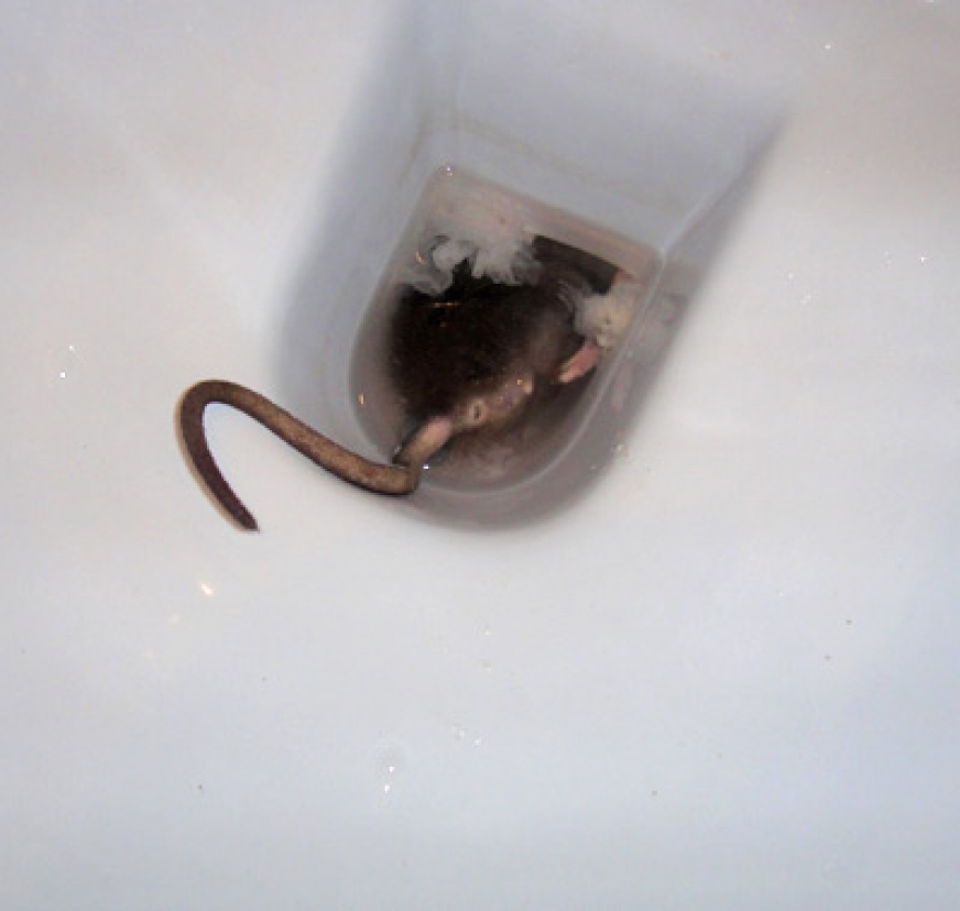 Help There S A Rat In My Toilet My CMS   Rat In Toilet Mr7215ajdft6502ve5i9lovofkkrd0b4jm2rfrnwbc 