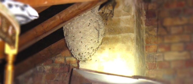 wasp-nest-in-loft