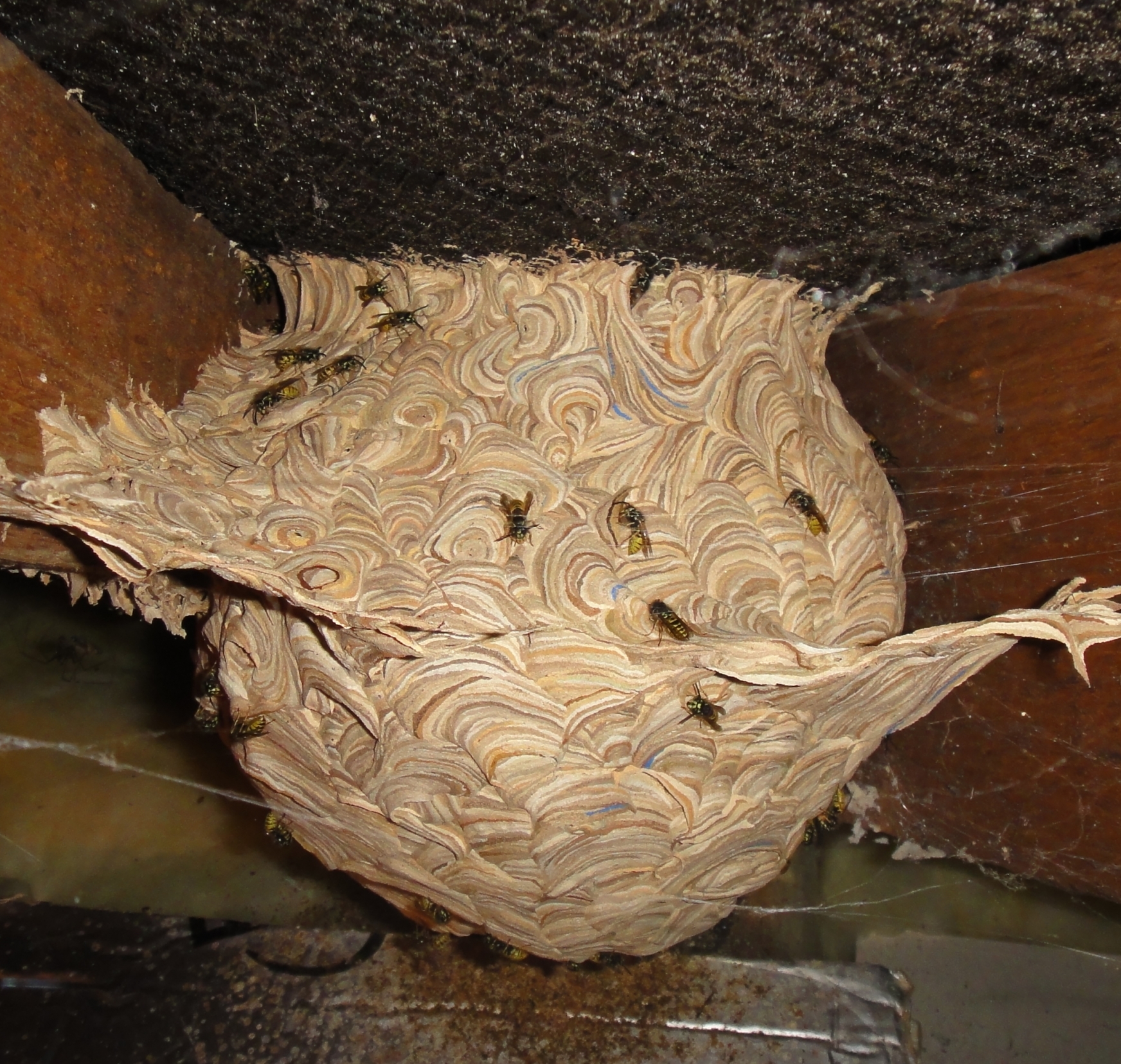 Wasp Nest Specialist